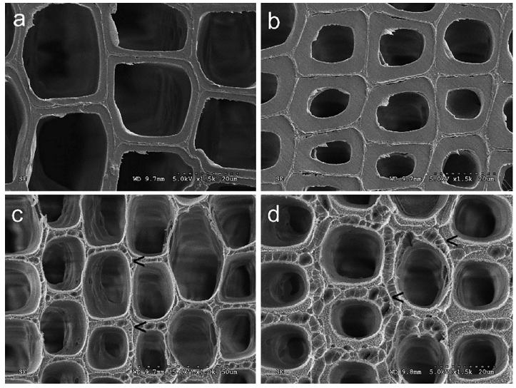 低溫等離子體改性前后的木材早材細胞壁(a、c)和晚材細胞壁(b、d)